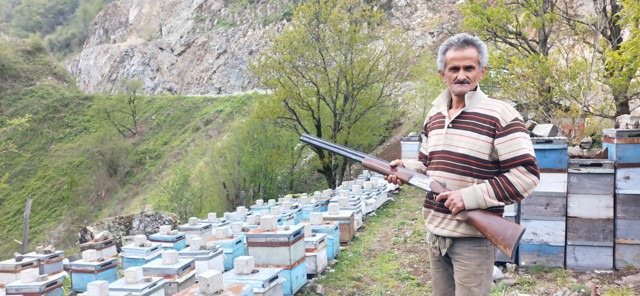Ordu'da ayılar kovanlara dadandı tüfekle bekliyorlar - Resim: 0