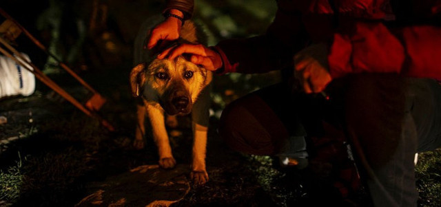 Ankara Yenimahalle'de 16 köpeği  zehirlemişlerdi! Ağır cezada yargılanacaklar - Resim: 2