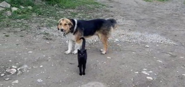 Karabük'te cinsleri farklı kalpleri bir beraber yatıp beraber kalkıyorlar - Resim: 1
