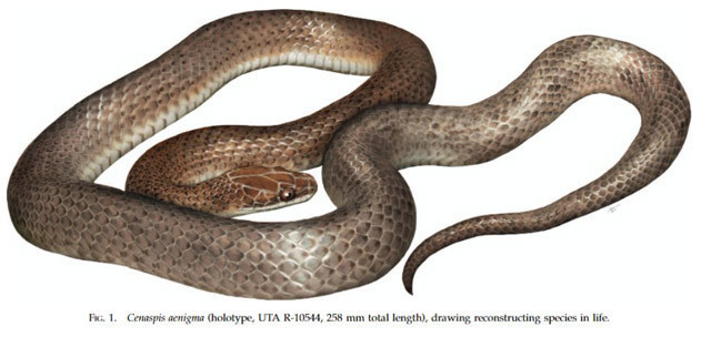  Yılan midesi içinde yaşayan yeni bir tür yılan keşfedildi - Resim: 4