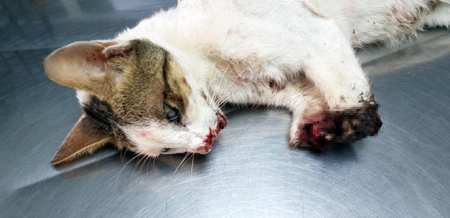 Marmaris'te dövülüp 2 bacağı kesilmiş halde bulunan kedi uyutuluyor! - Resim: 1