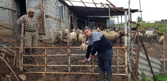 Hatay'da köpekler ahıra girip tam 32 koyunu telef etti - Resim: 0
