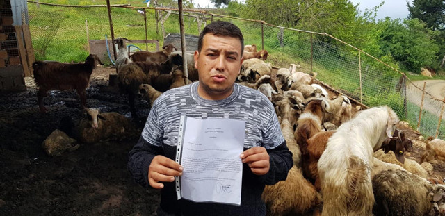 Hatay'da köpekler ahıra girip tam 32 koyunu telef etti - Resim: 1