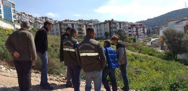 Kuşadası'nda  çalıların arasından çıktı tam 6 tane - Resim: 3