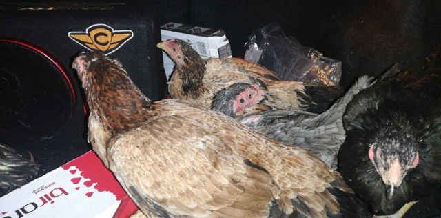 Kocaeli'de 50 bin liralık horozlarını çalanın izini sürüp yakalattılar - Resim: 0