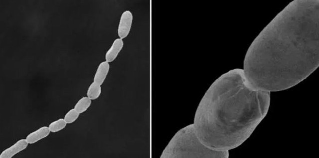 Bilim insanları keşfetti! 1 cm uzunluğunda... Dünyanın en büyüğü - Resim: 0