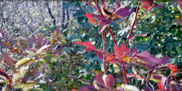 Bursa'da ormanları saran tırtıllar İnegöl ekonomisini tehdit ediyor - Resim: 0