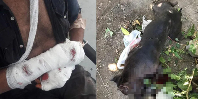 Aydın'da sahibine saldıran köpeği polis vurarak etkisiz hale getirdi - Resim: 0