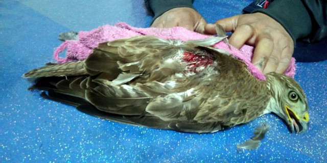 Manisa'da avcıların yaraladığı iddia edilen kızıl şahinin imdadına koştu - Resim: 1