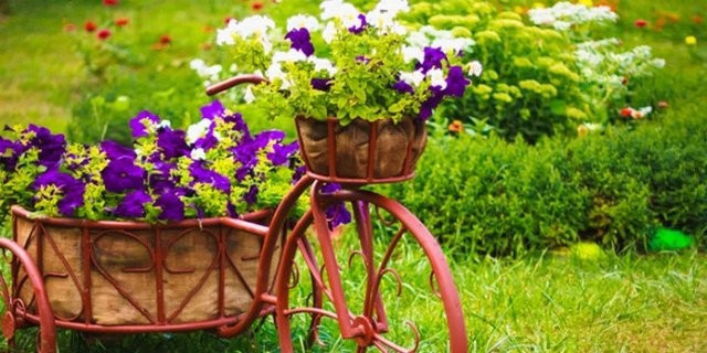 Toprağa domatesleri direkt olduğu gibi koyun bakın ne olacak! - Resim: 3