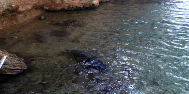 Bu hayvan türü Bodrum'da görüntülendi... - Resim: 4