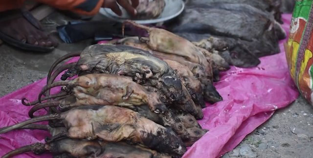 Pazarın en gözde ürünü! Pişmiş fare eti - Resim: 4