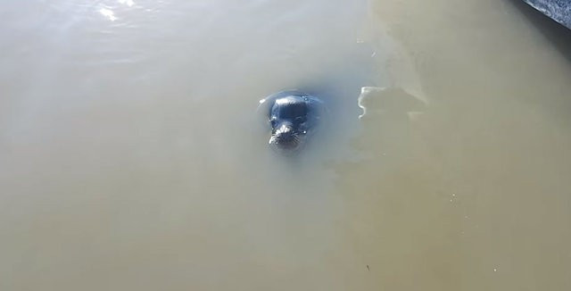 Eşi benzeri yok deniz aslanı gelip böyle çekti! - Resim: 1