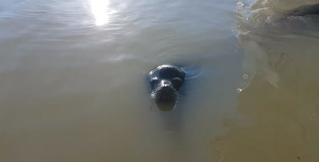 Eşi benzeri yok deniz aslanı gelip böyle çekti! - Resim: 2