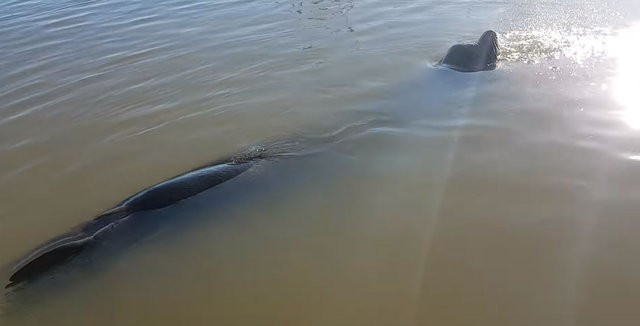 Eşi benzeri yok deniz aslanı gelip böyle çekti! - Resim: 3