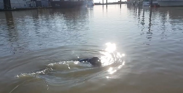 Eşi benzeri yok deniz aslanı gelip böyle çekti! - Resim: 4
