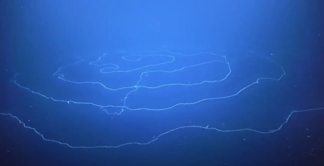 Bilim insanları dünyanın en uzun hayvanını keşfetti tam 45 metre - Resim: 0