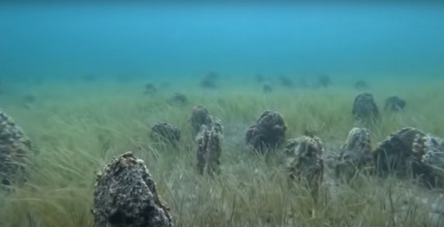 Çanakkale'de korkutan manzara! Adeta mezarlığa döndüm durumda - Resim: 1