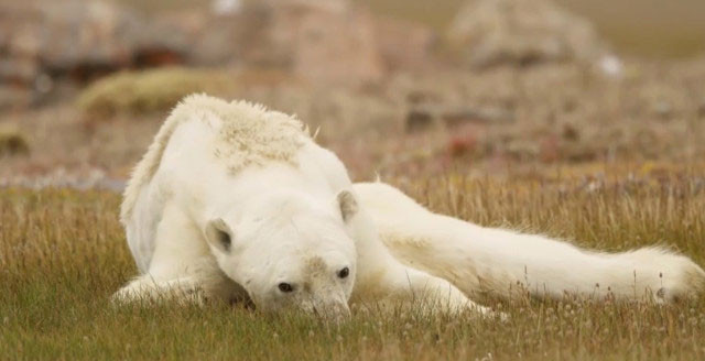 İnsanlığı utandıran görüntüler küresel ısınmanın acı yüzü - Resim: 1
