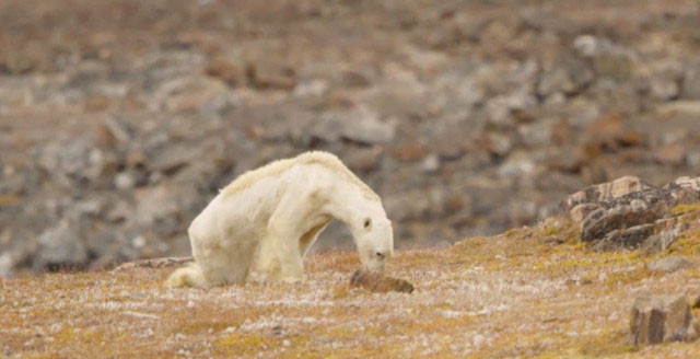 İnsanlığı utandıran görüntüler küresel ısınmanın acı yüzü - Resim: 2