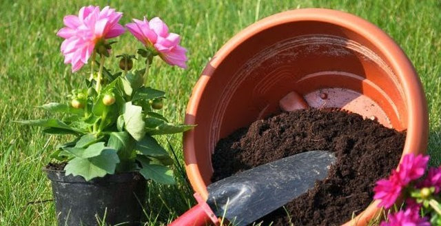 Toprağa domatesleri direkt olduğu gibi koyun bakın ne olacak! - Resim: 2