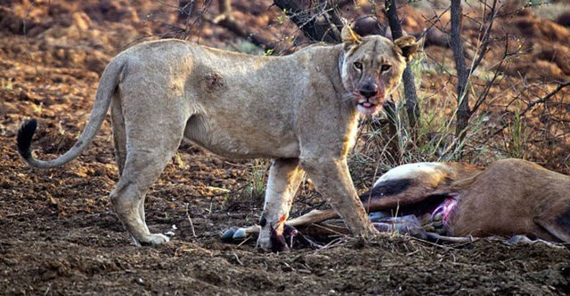 Avının hamile olduğunu gördü öyle bir şey yaptı ki gerçekten şok! - Resim: 1