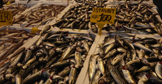 Türkiye balığa doyacak: Sofraların vitamin deposunda fiyatlar en dipte! - Resim: 1