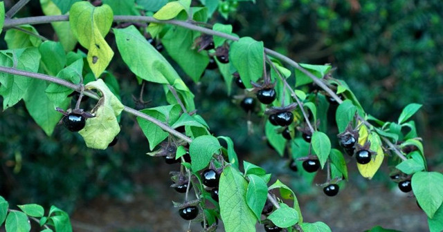 Adamotu bitkisi nedir ıspanağa benziyor kökü zehirli! - Resim: 1