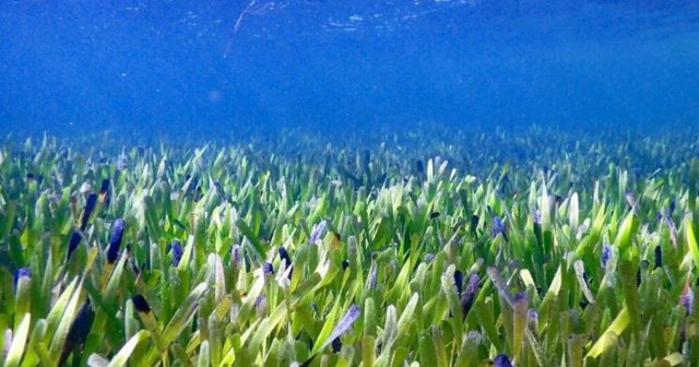 Dünyanın en büyük bitkisi keşfedildi: 4500 yaşında 20 bin futbol sahası büyüklüğünde - Resim: 0