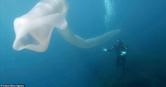 Denizde 8 metrelik gizemli dev canlı! Dalgıçlar gözlerine inanamadı - Resim: 1