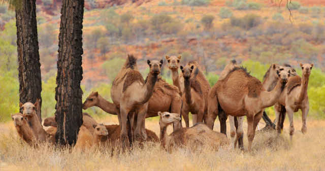 Develeri öldüren Avustralya laneti yaşıyor! Evleri terkedin çağrısı yapıldı - Resim: 2