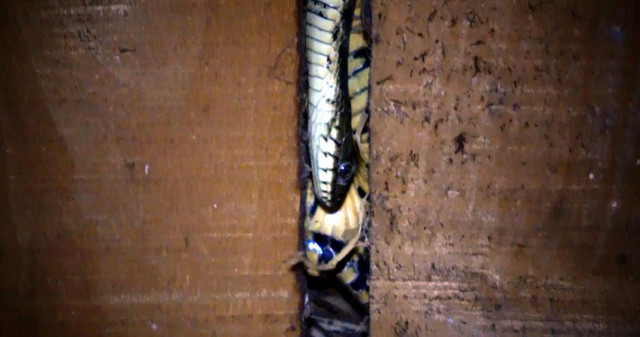 Hakkari'de yaşadıkları toprak evi yılanlar bastı - Resim: 0