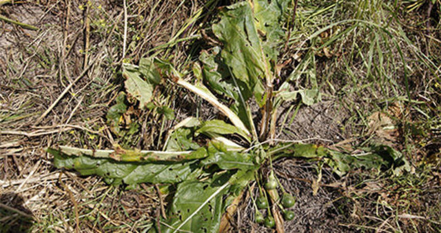 Güzel avrat otu ıspanak zehirlenmesi nedeni oldu avrat otu nedir? - Resim: 2