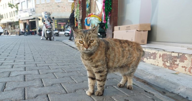 Muğla'da satanist paniği! Çok sayıda kedi kayboldu ayin için sürekli arıyorlar - Resim: 0