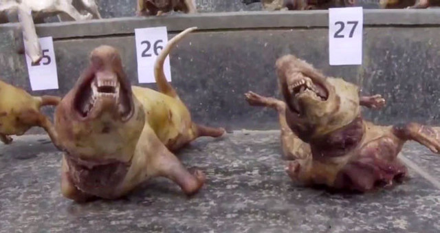 Çin'de koronavirüsün ortaya çıktığı hayvan pazarları yeniden açıldı - Resim: 1