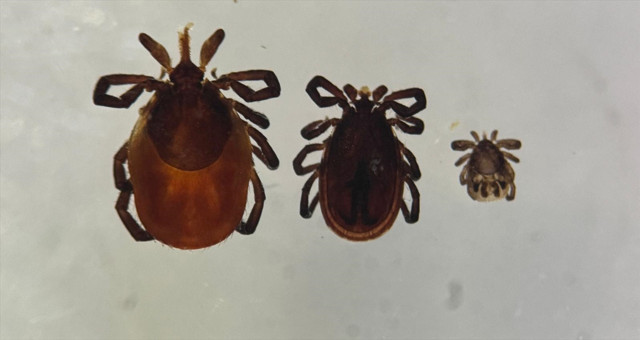 Toplu iğne başı kadar küçük kenelere dikkat! Havalar ısındı, vakalar arttı - Resim: 0