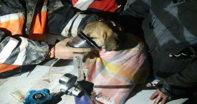 Beykoz'da kuyuya düşen köpek kurtarıldı ilk kareler - Resim: 2