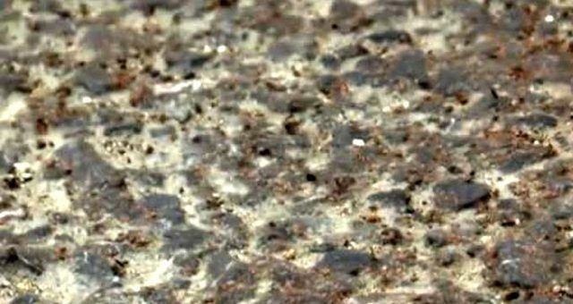 3 günde her yeri istila ettiler! Hangi tür oldukları tespit edilemiyor - Resim: 3