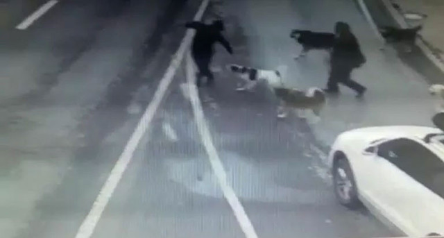 Başıboş köpekler bir kişiyi parçalayacaktı - Resim: 1