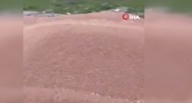 50 ton buğday boş araziye döküldü! Bakanlık harekete geçti - Resim: 0