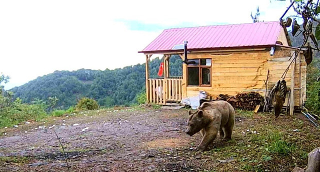 Artvin'de hırsızlardan şüphelendi, fotokapan görüntülerini izleyince şok oldu - Resim: 2