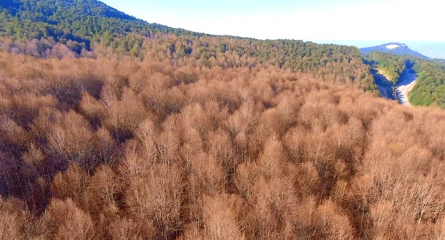 Bursa'da ormanları saran tırtıllar İnegöl ekonomisini tehdit ediyor - Resim: 1