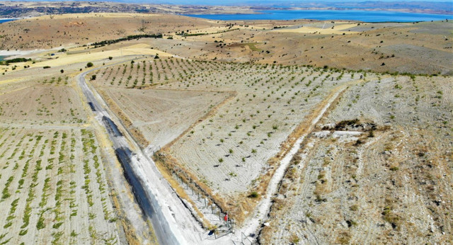 Elazığ'da baba şehit oğlunun anısına orman oluşturdu - Resim: 1