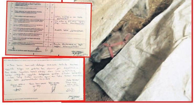 İBB'nin satın aldığı atlarla ilgili yeni skandal! 'çalışmıyordu' denilen veterinerin imzası çıktı - Resim: 0