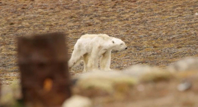 İnsanlığı utandıran görüntüler küresel ısınmanın acı yüzü - Resim: 3