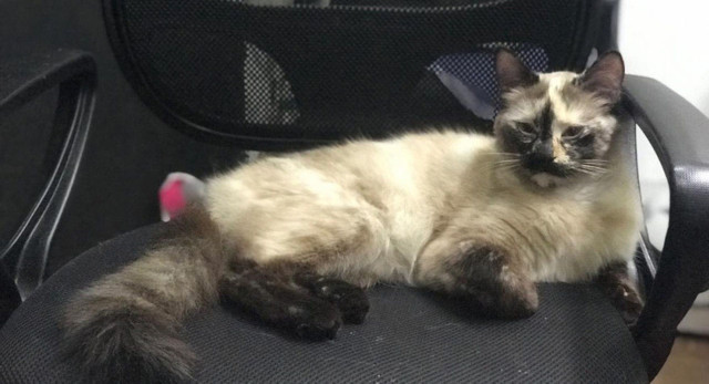 Kahraman kedi Gatubela! Görünce fırladı ve düşmek üzere olan bebeği kurtardı - Resim: 0