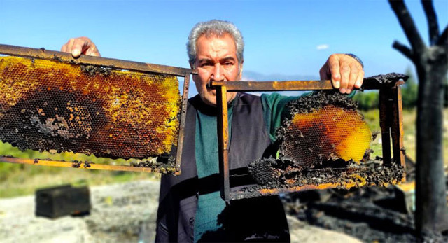 400 kovan arıyı diri diri yaktılar Bursa'da yürekleri sızlatan görüntü - Resim: 1
