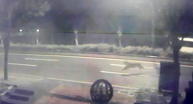 Ankara'da aslan paniği! Yola indi evin bahçesine girdi! Görenler kaçacak yer aradı - Resim: 0