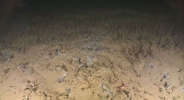 Dünya'da uzaylıların gerçek olduğunu düşündüren 6 tuhaf yaratık - Resim: 3