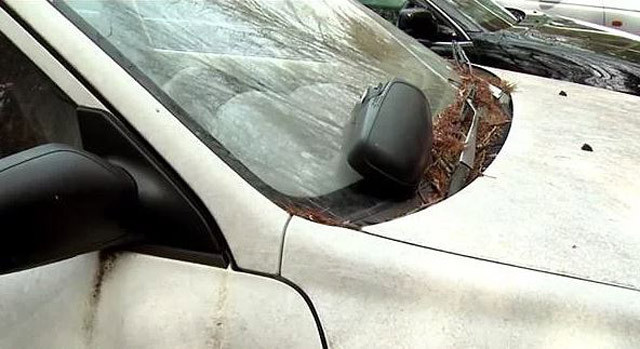 Herkes bu ormana intihar etmek için geliyor! - Resim: 3